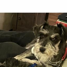 Miniature Schnauzers from Scamper Schnauzers