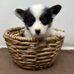 Nova - Black and tan female American Corgi puppy in Waco, Texas from The Comma Corgis