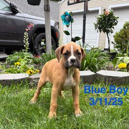 Blue Collar Boy - Fawn Boxer puppy in East Longmeadow, Massachusetts from Boxer Bliss