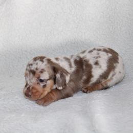 Carlos BLUE EYES - Dapple male Dachshund puppy in Fairfax, Iowa from Grayson’s Lovable Dachshunds