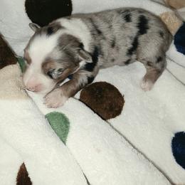 BMF 2 - Blue merle female Miniature Australian Shepherd puppy in Leonard, Texas from Tin Roof Aussies