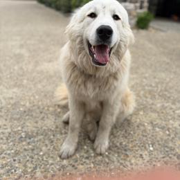 Rambo - White male Great Pyrenees puppy in Sapphire, North Carolina from Sapphire Valley Great Pyrenees