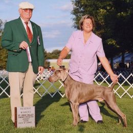 Doberman Pinschers and Weimaraners from Megan Dollinger