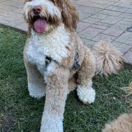 Teddy - Australian Labradoodle