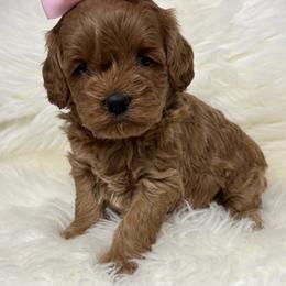 Goldendoodle Puppies from Jim Anderson