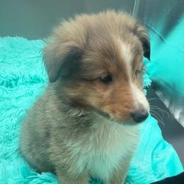 Puerto (Bear) - Sable & white male Toy Shetland Sheepdog puppy in Spokane, Washington from Better Than Best Farm
