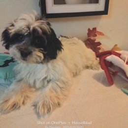 Pixel - Black and white male Shorkie puppy in Boca Raton, Florida from Tina-Marie's Pups
