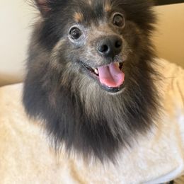 Sarge Jr - Blue and tan Pomeranian puppy in Avon Park, Florida from Mariska's Pomeranians