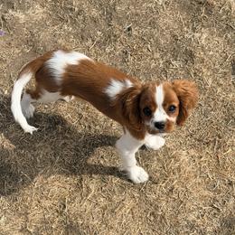 Ophelia - Cavalier King Charles Spaniel