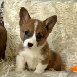 Sable bluie female - Blue female Pembroke Welsh Corgi puppy in Wayne City, Illinois from Lash Livestock & Corgis