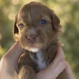 Glory - Purple Collar - Apricot female Goldendoodle puppy in Huntsville, Alabama from Falcon Ridge Doodles