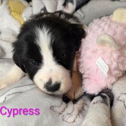 Cypress - Black and white female Border Collie puppy in Gaffney, South Carolina from On the Lamb