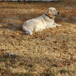 Golden Retriever Puppies from Kansas Prairie Pups