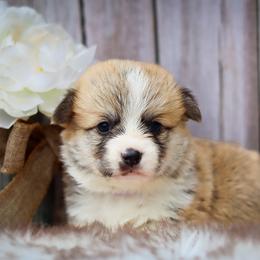 Purple collar - Red male Pembroke Welsh Corgi puppy in Caliente, California from Rafter Cross 7