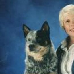 Australian Cattle Dogs from Devon’s ACDs