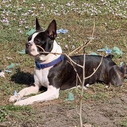 Boston Terrier Puppies from Bonze Boston Terriers