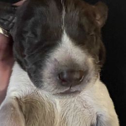 German Shorthaired Pointers from Wagoner GSP's
