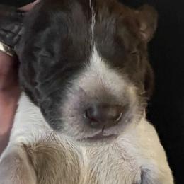 German Shorthaired Pointers from Wagoner GSP's