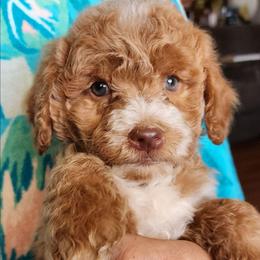 Lorex- Dr suess littter - Red male Labradoodle puppy in Phelan, California from Family Doodles
