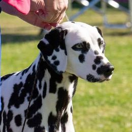 Opal  - Dalmatian