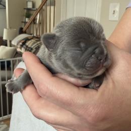 French Bulldog Puppies from Anthony Hynes