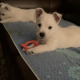 West Highland White Terrier Puppies from Sand Dollar Westies of Delaware