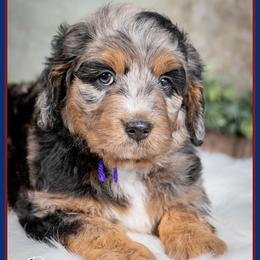 Gnocci - Blue merle female Bernedoodle puppy in Connersville, Indiana from Deaz Doodle Ranch
