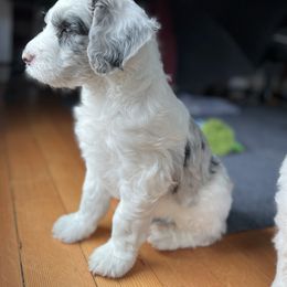 Sheepadoodle Puppies from Life Unleashed Farm