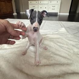 JC Chasez - White and blue male Italian Greyhound puppy in Texas from Italian Greyhounds of Frisco