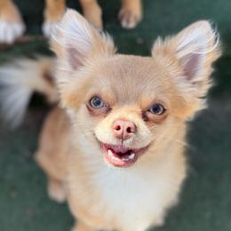 Nugget - Cream and white male Chihuahua puppy in Patchogue, New York from Cloudshadow Kennels