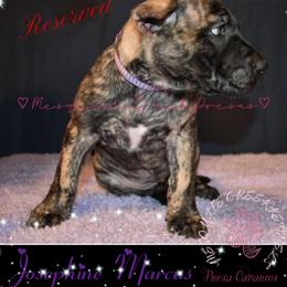 Perro de Presa Canario Puppies from Mesquite Creek Kennels