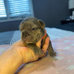 Milli - Blue female French Bulldog puppy in Bolingbrook, Illinois from Flores Frenchies