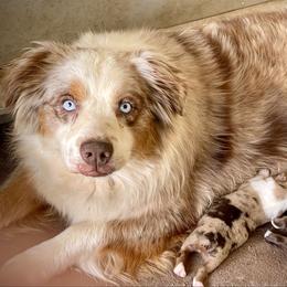 Reba - Miniature Australian Shepherd