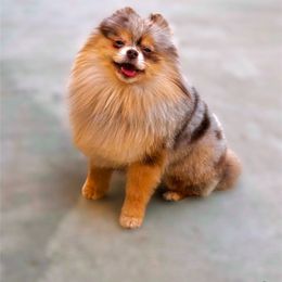 Birkin - Pomeranian