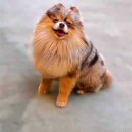 Birkin - Pomeranian