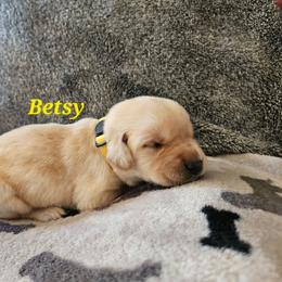 Betsy-yellow collar - Yellow female Labrador Retriever puppy in Davenport, Washington from LynnDee's Kennel