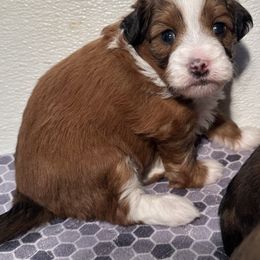Girl 3 - Red tri-color female Aussiedoodle puppy in Hillsboro, Illinois from Perfect Paws Puppies