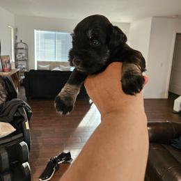 Male 4 black n silver - Black and silver male Miniature Schnauzer puppy in Chino, California from So Cal Schnauzer