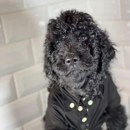 Goldendoodle Puppies from Merced Doodles