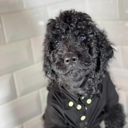 Goldendoodle Puppies from Merced Doodles