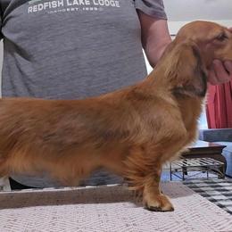 Emmy - Dachshund