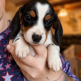 Beth - Piebald female Dachshund puppy in South Fulton, Tennessee from Stiles' Heartfyre Dachshunds