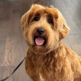 Millie - Australian Labradoodle