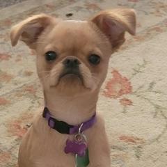 Reserved Adoption - Belge male Brussels Griffon puppy in Pensacola, Florida from Fretwell's Fabulous Griffons