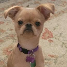 Reserved Adoption - Belge male Brussels Griffon puppy in Pensacola, Florida from Fretwell's Fabulous Griffons