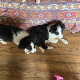 Border Collie Puppies from Luna Border Collies