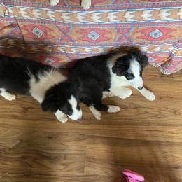 Border Collie Puppies from Luna Border Collies