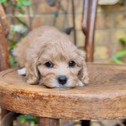 Charm - Apricot female Cavapoo puppy in Arlington, Texas from Van Haselen Poodles and Doodles