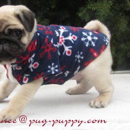Pug Puppies from Pug Puppies of Boston