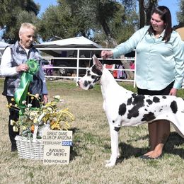 Parker - Great Dane